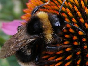 Supporting image for story: Controversial pesticide ‘could have a devastating effect’ on bumblebee populations