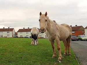 Supporting image for story: Warning to Staffordshire horse owners after spate of equipment thefts