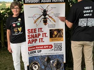 Supporting image for story: Beekeepers urge residents to petition their local MPs to take urgent action against the threat of the yellow-legged Asian Hornet