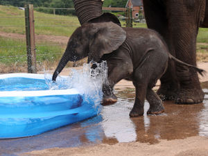 Supporting image for story: Objections made over bid to build new elephant houses at safari park