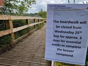Supporting image for story: Next steps being taken in project to return beavers to Shrewsbury