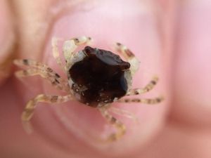 Supporting image for story: Ship noise ‘makes crabs vulnerable to predators by weakening camouflaging power’