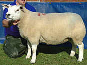 Supporting image for story: Quality entry for Texel sale