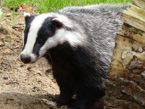 Supporting image for story: A natural cure for badgers