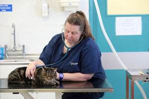 Vet Karen Booth with Cody the cat
