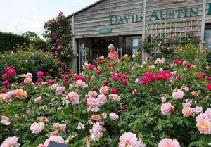 People enjoying roses at David Austin roses at Albrighton, Shropshire.