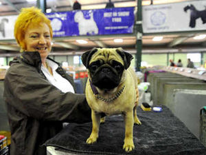 Supporting image for story: Pets compete to be top dogs at Midland Counties Canine Show