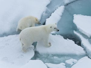 Supporting image for story: Arctic sea ice ‘thinning up to twice as fast as previously thought’