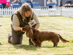 Birmingham National Dog Show 2025. Photo: Ian Knight/Z70 Photography