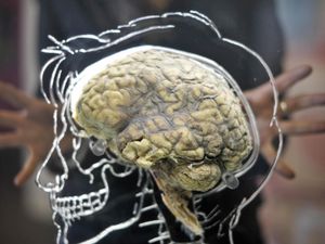 Supporting image for story: Exercise may be better than sleep at flushing out brain toxins – research