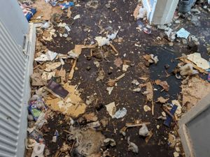 Supporting image for story: Woman banned for 10 years from keeping animals after abandoning two dogs and cat in filthy Wednesbury flat
