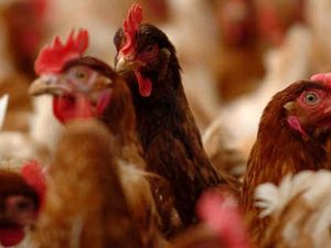 Supporting image for story: Chickens to be culled at Staffordshire farm after bird flu confirmed