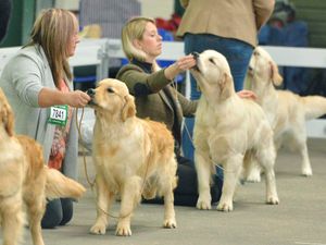 Supporting image for story: Crufts 2018: Thousands of dogs battle it out for place at prestigious show - with pictures