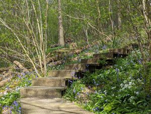 Over 60 walks take place during the festival, exploring the natural and cultural history of Ironbridge and surrounding areas. 