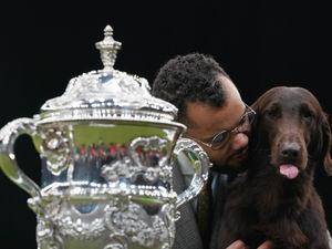 Supporting image for story: Date for Crufts return to the West Midlands is revealed