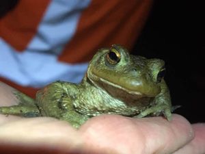 Supporting image for story: Telford's tiny toads to get a big helping hand out of water with funding boost