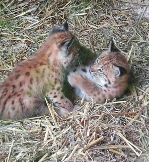 Lynx cubs Dante and Dakota were born at the zoo in May