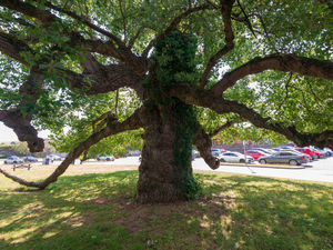 Supporting image for story: Black Poplar shortlisted for Welsh tree of the year