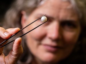 Supporting image for story: ‘One-of-a-kind’ Scottish freshwater pearl goes on display