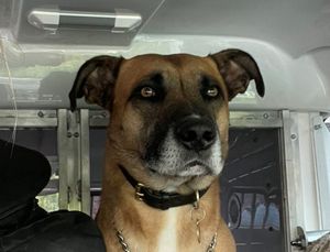 Supporting image for story: Man who tried to gouge out police dog's eyes after assaulting girlfriend is spared jail