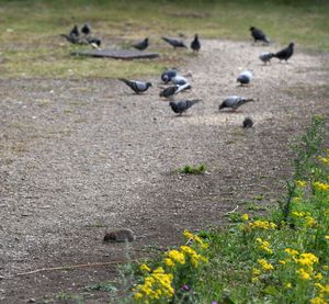 Rats were spotted battling with pigeons on the towpath