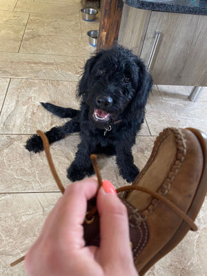 Ellie, owned by Paige Ingram of Ludlow.