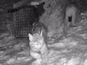 Supporting image for story: Warning of ‘rogue rewilding’ dangers after second pair of lynx captured