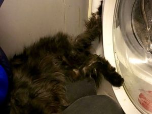Supporting image for story: Sooty the cat gets leg stuck in washing machine door