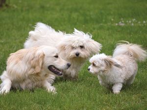 Supporting image for story: Plans for dog park near Newport get green light with conditions following neighbour objections