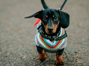Supporting image for story: Sausage dog day fun in store at cafe