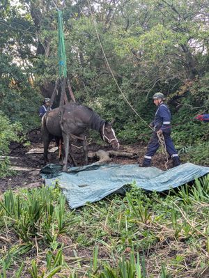 Caramel the mare was rescued from the mud. Picture: Amber Watch Wellington