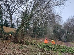 Supporting image for story: 'Danger tree' leaning across public footpath in Shrewsbury gets the chop