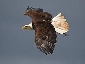 Supporting image for story: Appeal to find missing American Bald Eagle last seen flying near M54