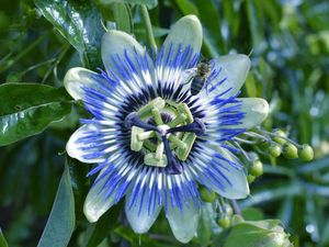 Supporting image for story: It's a gardeners' world