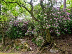 Supporting image for story: Protect British nature, do not buy rhododendron ponticum, gardeners urged
