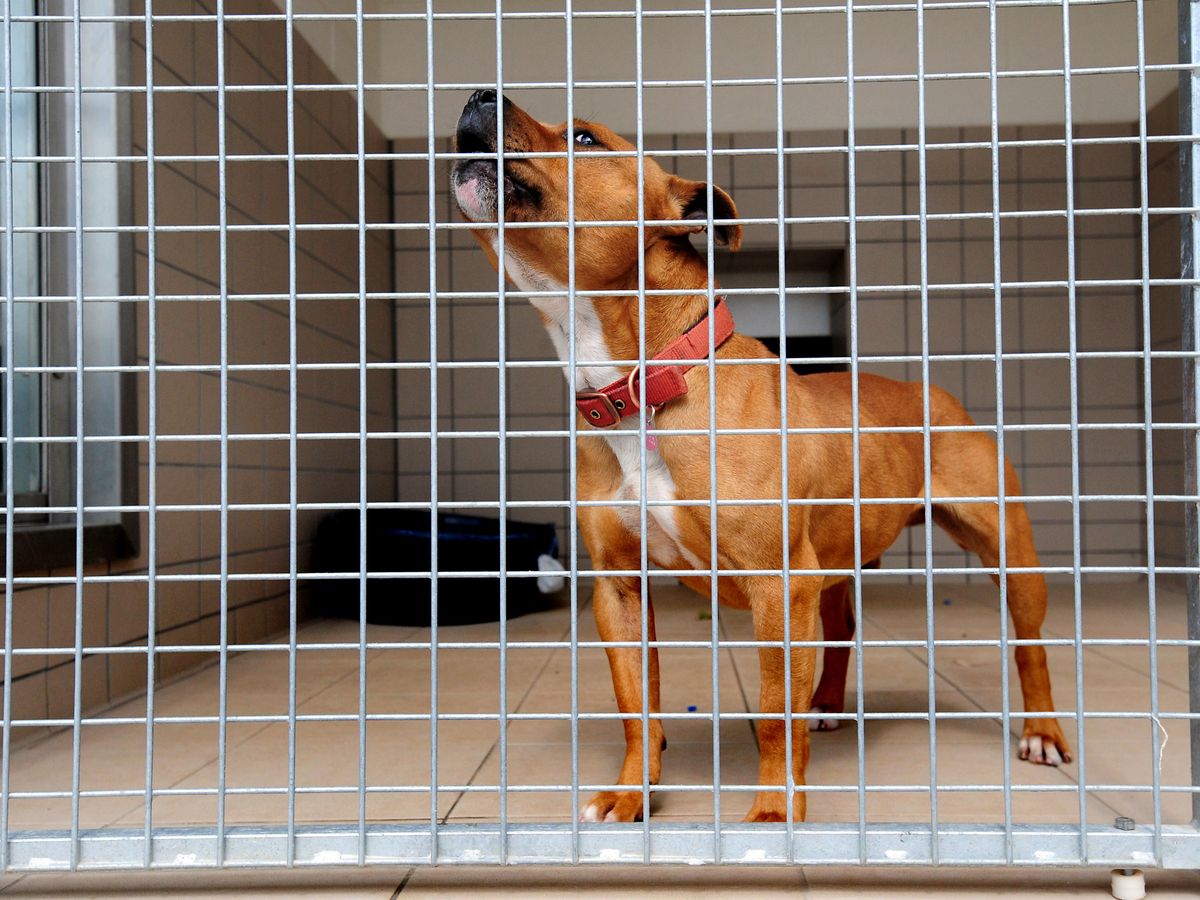 Imported dogs could carry disease or behaviour risk, RSPCA warns Imported dogs could carry disease or behaviour risk, RSPCA warns