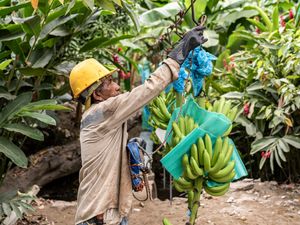 Supporting image for story: Bananas at risk of devastating disease and extreme heat, Colombian farmers warn