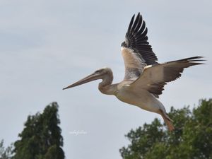 Supporting image for story: WILD Zoo appeals for help to find escaped baby pelican