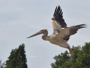 Supporting image for story: WILD Zoo appeals for help to find escaped baby pelican