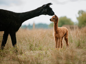 Supporting image for story: Lockdown restrictions spark alpaca picnics at Broseley farm