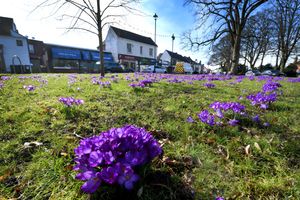 Flowers are blooming in Tettenhall this week