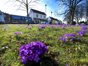 Flowers are blooming in Tettenhall this week