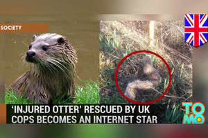 Supporting image for story: Watch: Now Ollie the faux fur 'otter' is a star in America