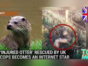Supporting image for story: Watch: Now Ollie the faux fur 'otter' is a star in America