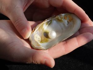 Supporting image for story: Famous freshwater pearl to stay in Scotland after selling for more than £93,000