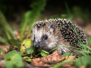 Supporting image for story: Protect hedgehogs by building bonfires later, says charity