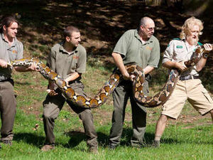 Supporting image for story: West Midlands Safari Park welcomes 17-ft python