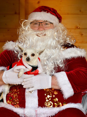 Santa meets Ted the chihuahua