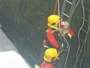 Supporting image for story: Dramatic rescue of dog from Dudley Canal caught on film