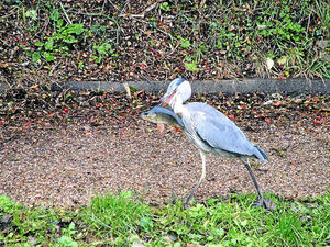 Supporting image for story: Star witness: Heron bites off more than it can chew